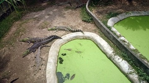 crocodile enclosure