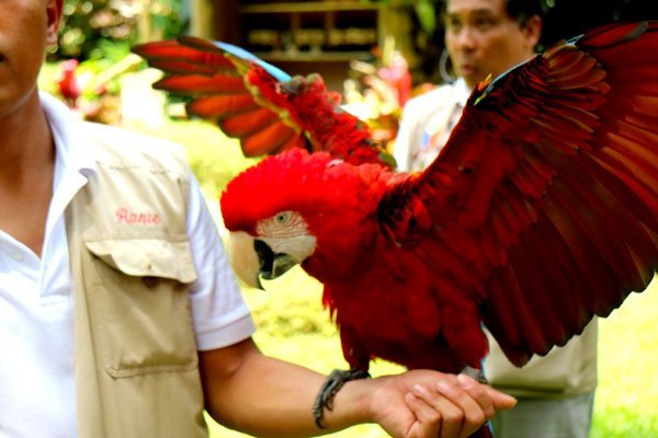 Malagos-bird-show-red-macaw