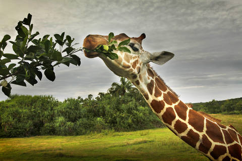 Giraffe feeding on leaves at the Calauit Game Preserve and Wildlife Sanctuary.